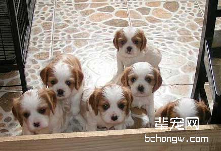 獒犬产仔后护理