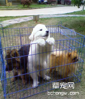 犬的嗅觉是如何作用的?