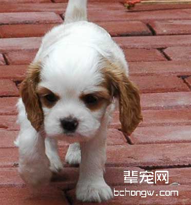 犬在夏季中暑的护理