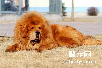 犬窝咳的表现和诊断