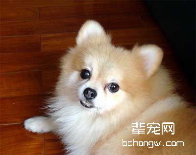 犬皮肤感染真菌后症状