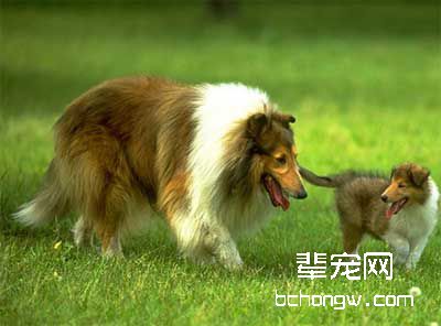 狂犬病的感染方式和表现