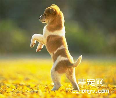 犬小便异常的几个表现