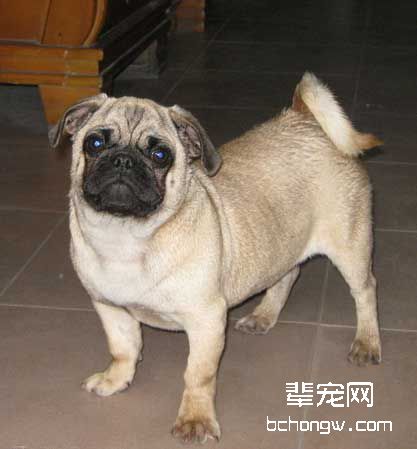 怎样通过犬的体温诊断?