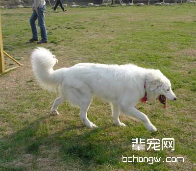 怎样预防犬患支气管炎?