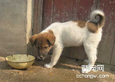 犬尾巴异常的诊断