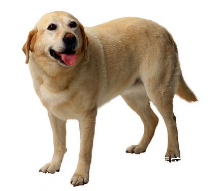 犬产后搐搦的确诊