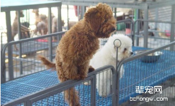 如何看犬耳朵是否有病?
