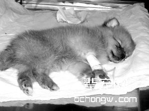 小狗感冒轻松医治(图)