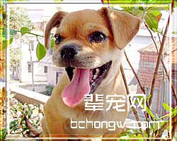 三伏天宠物也要防夏季病(图)