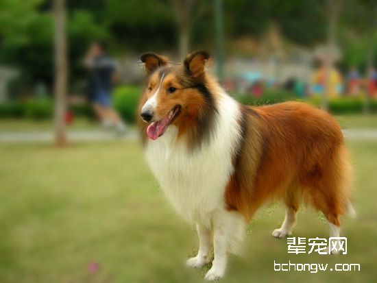 喜乐蒂犬清理耳道的方法