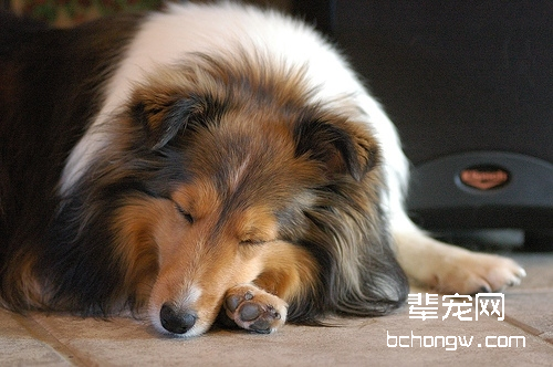 选购喜乐蒂犬注意事项
