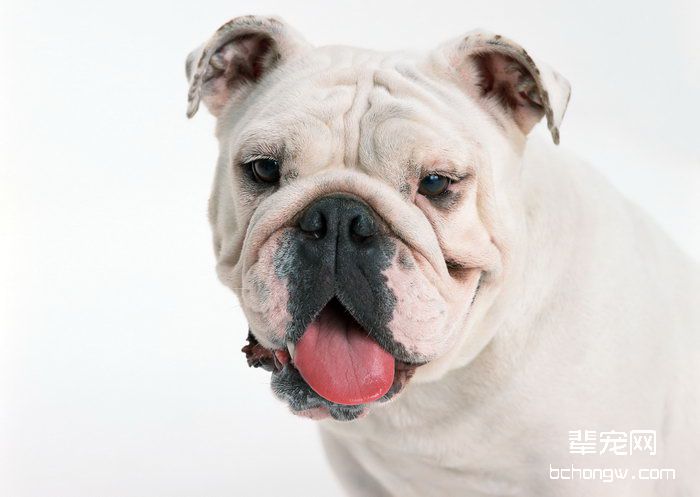 英国斗牛犬智商问题
