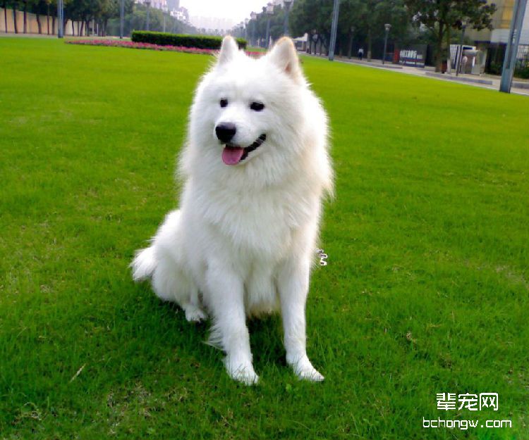 萨摩耶什么时候换牙