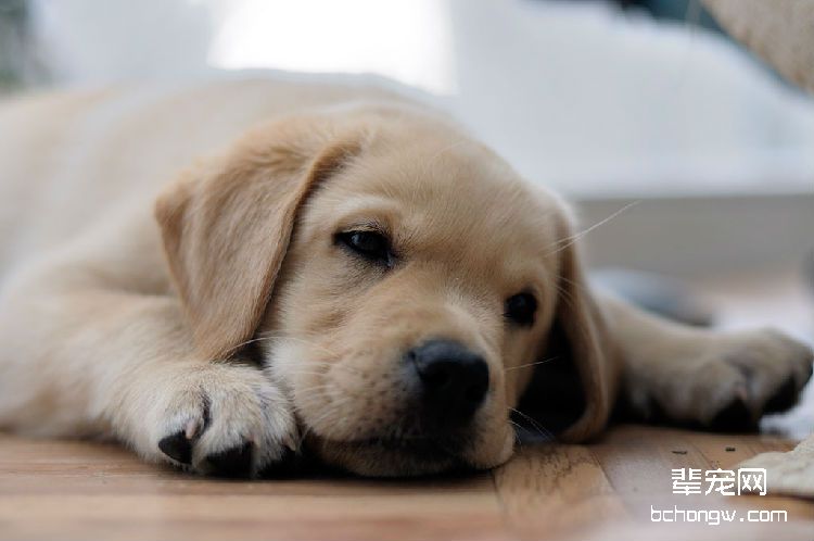拉布拉多猎犬喂食要点注意