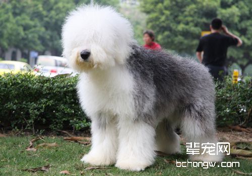苏格兰牧羊犬怎么美容