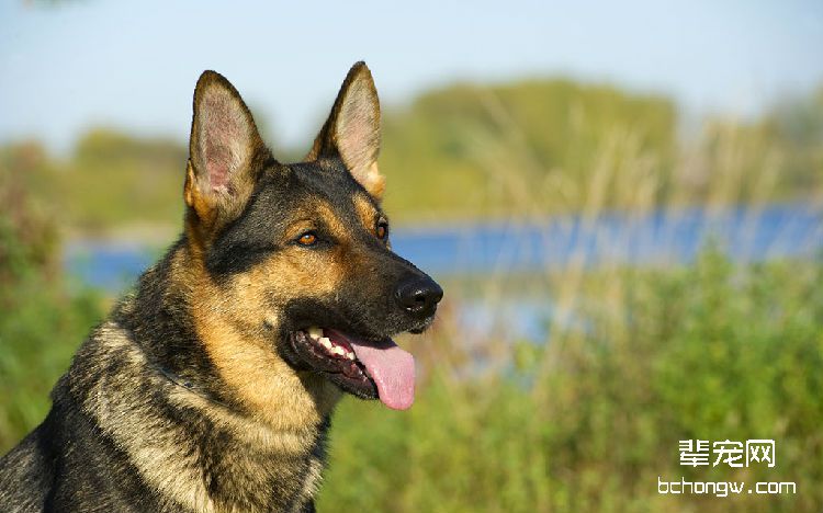 怎么训练德国牧羊犬定点大小便