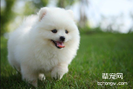 狗狗疫苗为什么要打三针