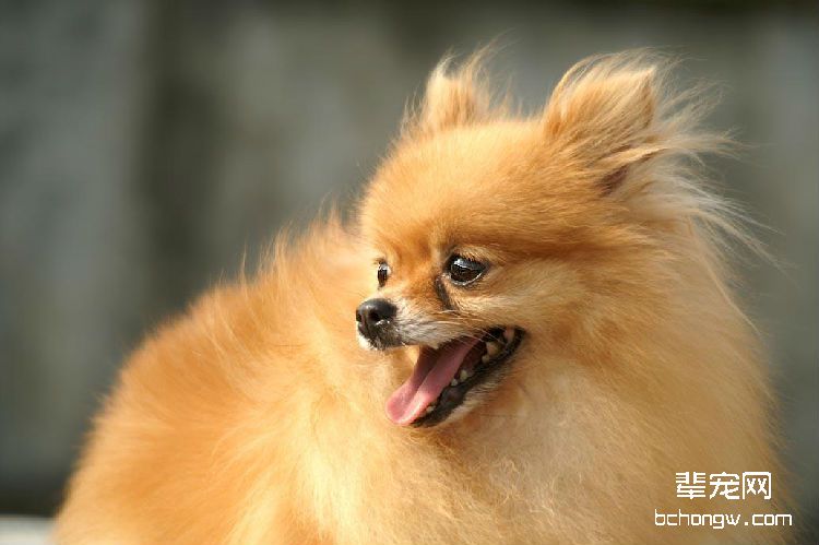 选择优秀博美犬的体型标准