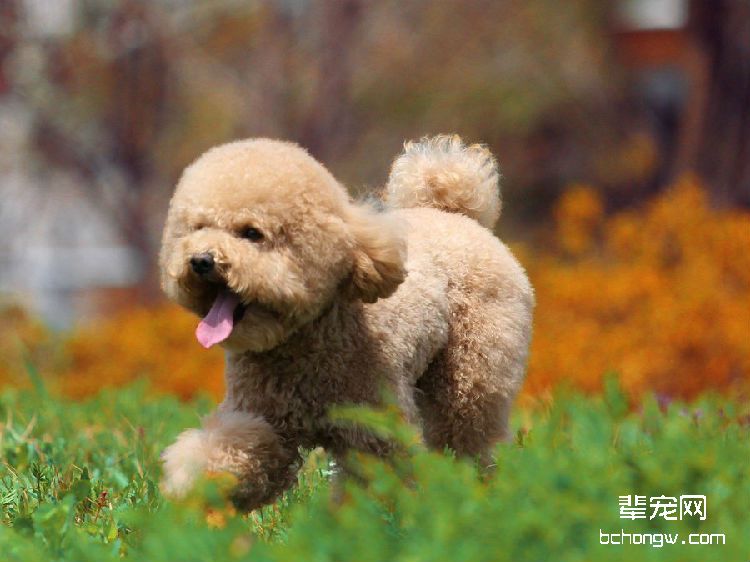 泰迪得了耳螨怎么办