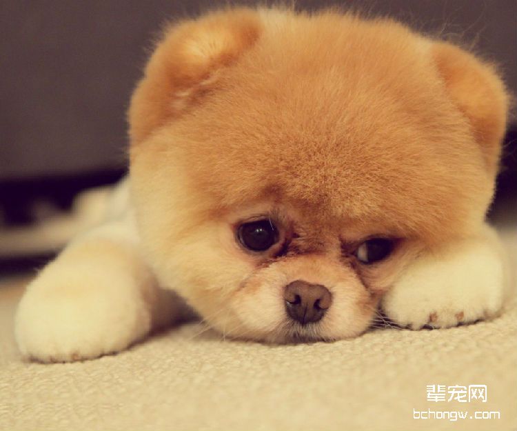 博美犬的美容方法大公开 培养健康博美