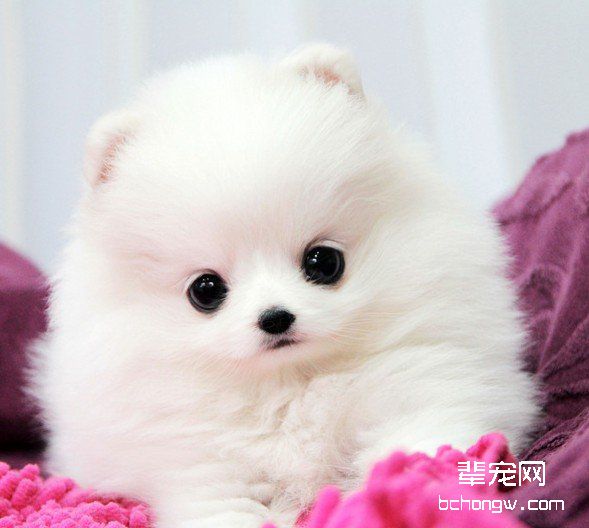 挑选博美犬的四个注意事项 喂养博美犬