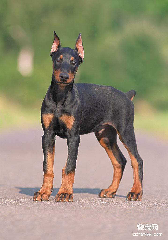 杜宾犬幼犬该怎么养