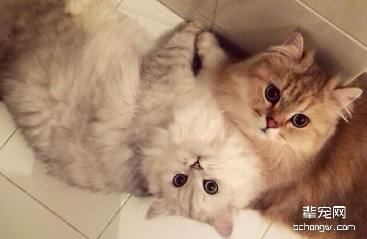 金吉拉猫的繁殖知识介绍