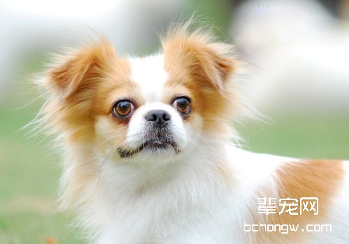 如何护理新生幼犬？8个要点