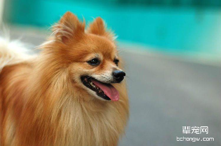 病犬如何喂养护理