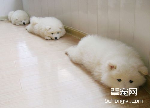 母犬繁殖期如何护理