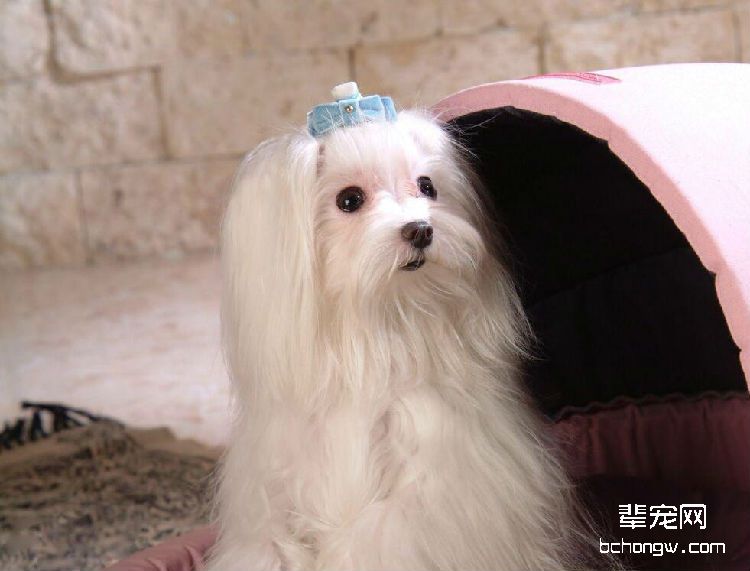 雾霾天气狗狗要注意什么