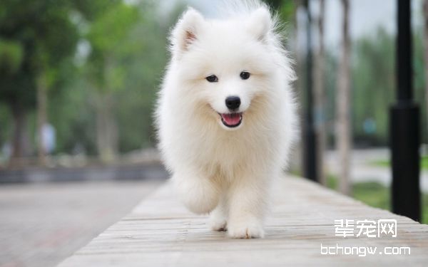 狗狗的牙齿要注意定期清洁