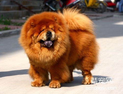 怎么给松狮犬梳理毛发