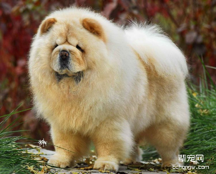 常见的松狮美容的三个步骤：剪指甲、洗澡、吹风