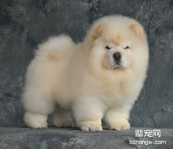 如何给松狮狗狗洗澡