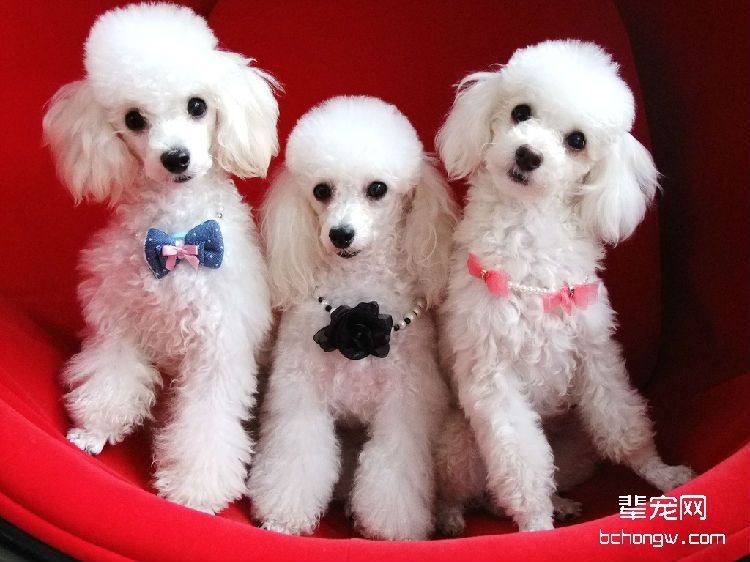 泰迪犬的毛色越来越淡，泰迪犬毛色有变化是为什么
