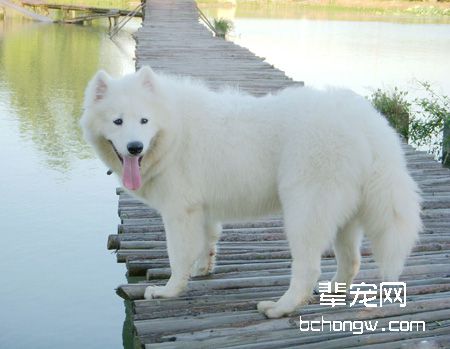 怀孕期的萨摩耶母犬应该如何护理