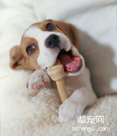 如何给比格犬美容？比格犬掉毛怎么办
