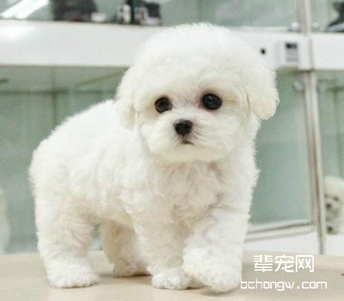 如何给比熊犬做美容？比熊犬5点美容技巧