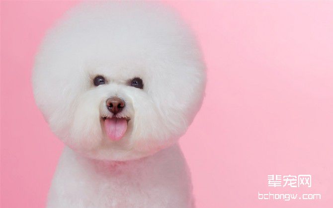 如何给比熊犬洗澡