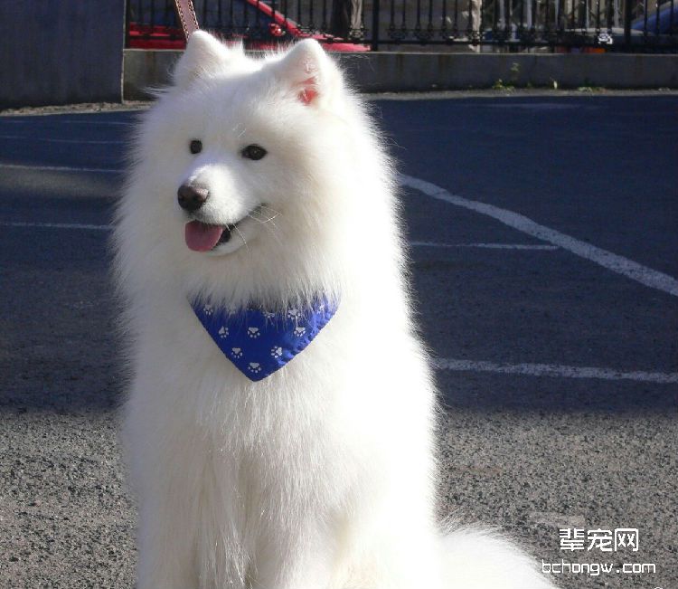 如何预防与抢救假死的萨摩耶幼犬