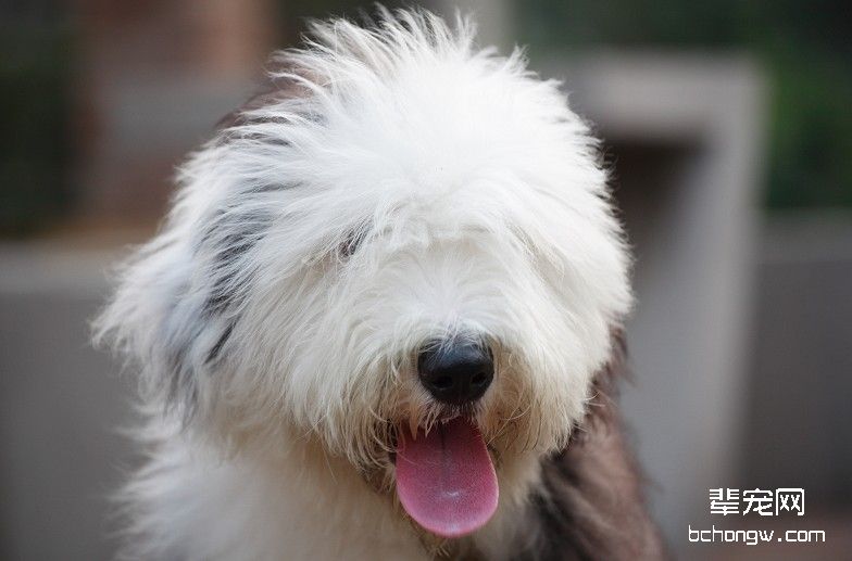 古代牧羊犬的美容护理