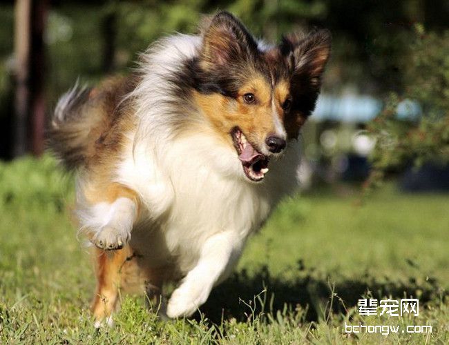 喜乐蒂犬的日常护理
