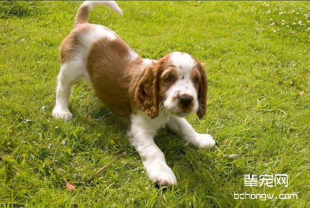 如何给史宾格犬护理被毛