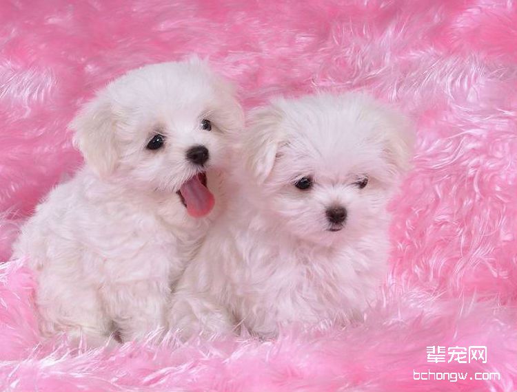 比熊犬美容护理都有哪些