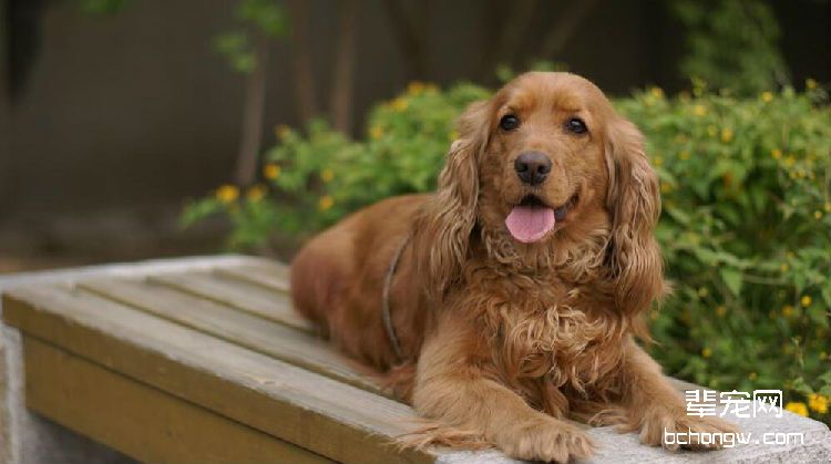 可卡犬毛发梳理方法