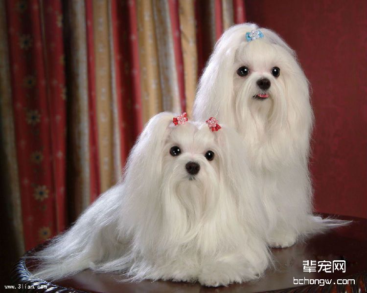 如何为西施犬洗澡