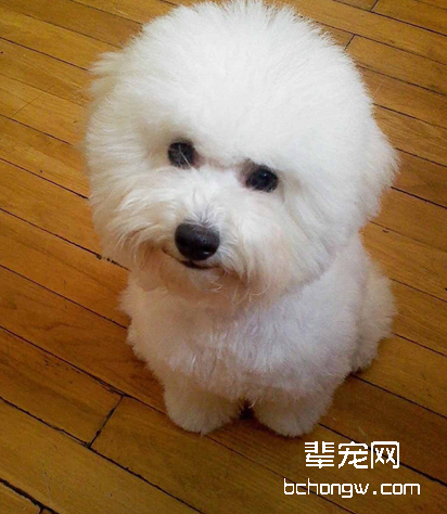 如何给比熊犬驱虫？比熊狗狗怎么驱虫