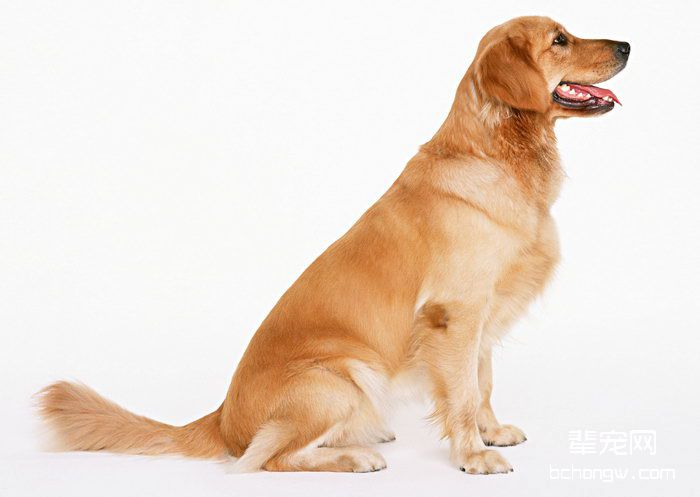 提高狗狗食欲的3个方法